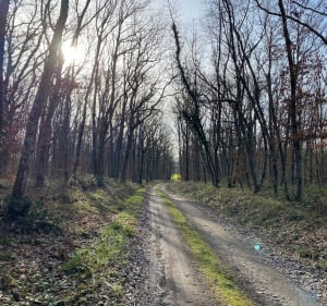 Forêt domaniale, pays Chantellais dans l’Allier en Auvergne - Deneuille-lès-Chantelle - 3