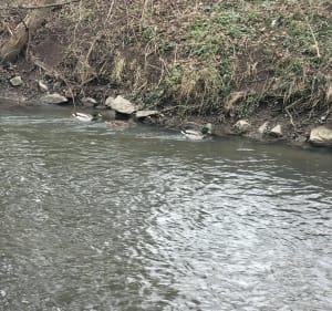 Entre rivière et forêt à Fegersheim - Fegersheim - 5