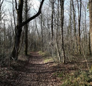 Balade dans les bois de Nouaillé Maupertuis - Nouaillé-Maupertuis - 4