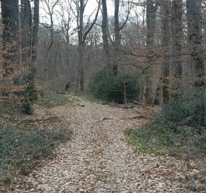 Foret du Plessis par Monthury - Blanzy - 3