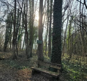 Promenons-nous dans les bois à Lipsheim - Lipsheim - 3