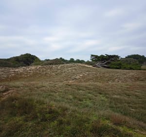 Balade dans les bois et nettoyage de la plage des Gouillauds - Le Bois-Plage-en-Ré - 5