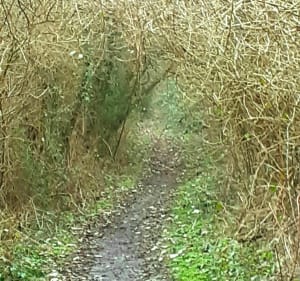 Sentier des Etoquies à Landrecies - Landrecies - 3
