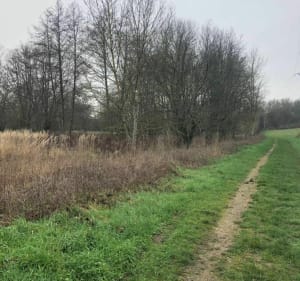 Dans le marais et le chemin du tacot à Saint Cyr sur Morin - Saint-Cyr-sur-Morin - 3