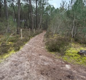 Rando dans les bois au sud de Le Mans - Mulsanne - 5