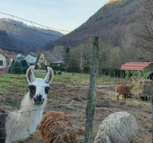 Parcours bucolique dans les Vosges du Nord - Reichshoffen - 4