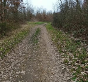 Bois de Seresville - Mainvilliers - 3