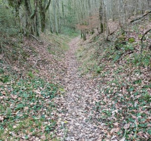 Bois de Seresville - Mainvilliers - 4