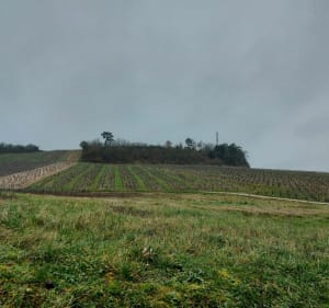 Boucle dans les Bois de Milly - Beine - 3