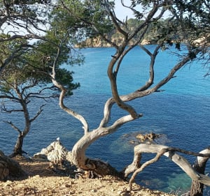 Sentier du Littoral de La Londe vers Brégançon - La Londe-les-Maures - 4