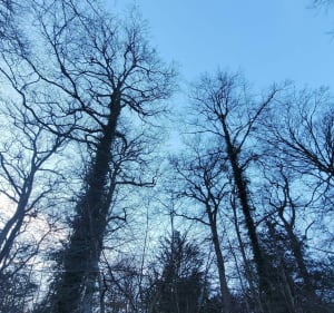 Gretz-Armainvilliers et forêt de la barrière noire - Gretz-Armainvilliers - 3