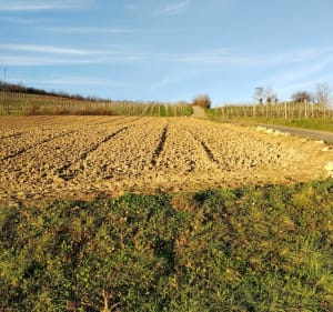 Balade dans les vignes retour le long de la bruche - Mutzig - 3
