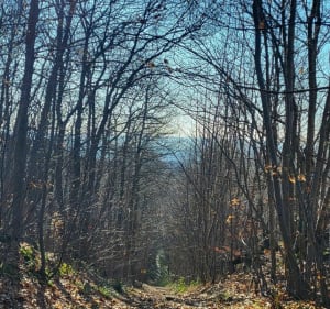 Marcher dans les bois de l'hautil - Vaux-sur-Seine - 3