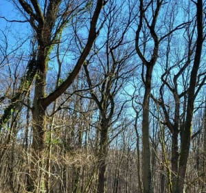 Marcher dans les bois de l'hautil - Vaux-sur-Seine - 5