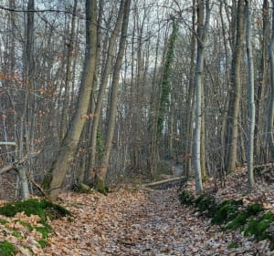 Se promener derrière Menucourt : bois et champs. - Menucourt - 5