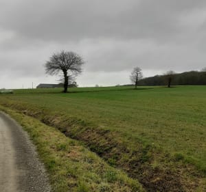 Chasné sur Illet : la ronde des chênes - Agnès - 3