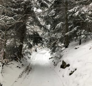 En forêt Grands Bois, au départ de Conol - Verrières-en-Forez - 3