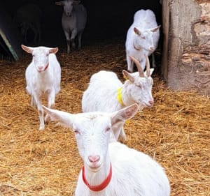 Chercher le Bio à Laigné-en-Belin - Laigné-en-Belin - 3