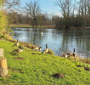 Promenade autour de La Wantzenau - La Wantzenau - 4