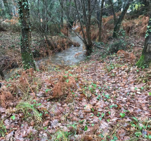 Promenons nous dans les bois, de gare de Gujan à gare de la Hume - Gujan-Mestras - 3