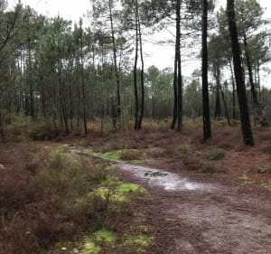 Promenons nous dans les bois, de gare de Gujan à gare de la Hume - Gujan-Mestras - 4