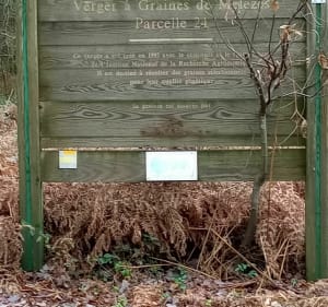 Balade dans la forêt domaniale de Clohars Carnoët - Quimperlé - 5