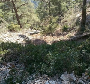 Boucle les bonnes herbes le Baou - Toulon - 5