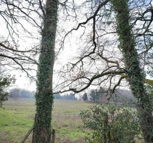 Le long du chemin par le Petits Bois - Saint-Priest-Taurion - 5