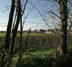 De Clemenciat à l'Abergement - L'Abergement-Clémenciat - 4