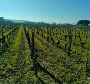Balade entre vignes et Dordogne - Le Verdet - 3