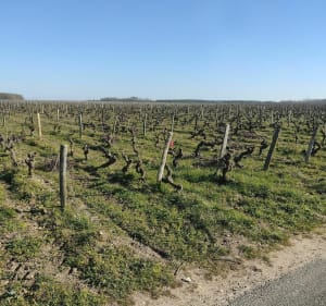 Entre Loire et vignes depuis Montlouis - Montlouis-sur-Loire - 3