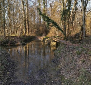 À travers champs et bois à Saint-Branchs - Lionel - 5