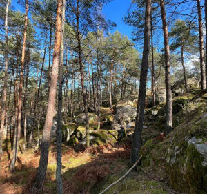Fontainebleau - Bois-le-Roi - 3