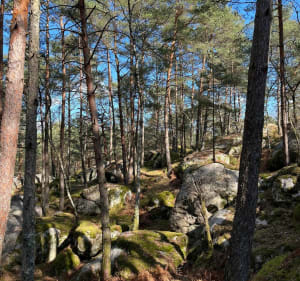 Fontainebleau - Bois-le-Roi - 4