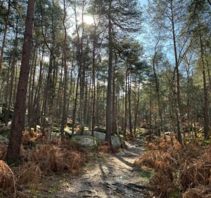 Fontainebleau - Bois-le-Roi - 5