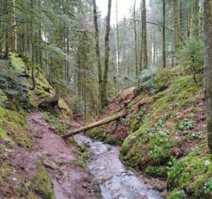 Wandeling naar de Saut de la Bourrique - Gérardmer - 5