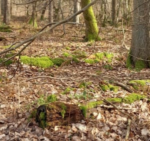 Balade en forêt de Canteleu - Ingrid - 3