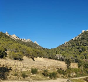 Belle balade dans les Dentelles de Montmirail - Beaumes-de-Venise - 3