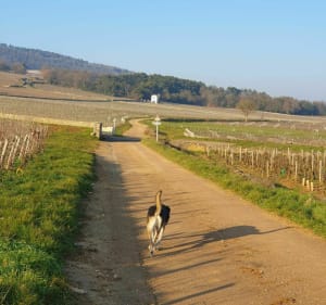 Chassagne-Montrachet et Puligny-Montrachet par les vignes - Chassagne-Montrachet - 3