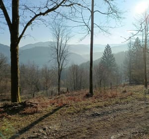 Korte familiewandeling in Fresse-sur-Moselle - Fresse-sur-Moselle - 5