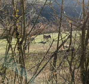 Autour de Savigny jusqu'au Trésoncle - Savigny - 3