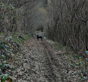 Un des parcours dans le bois de Rossat - Arthaz-Pont-Notre-Dame - 3