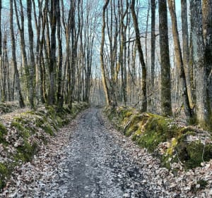 Magnifique balade dans les bois - Langeais - 4