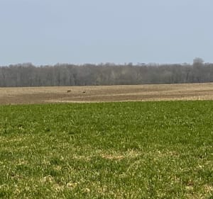 Promenade dans les champs autour d'Aspach-le-Bas - Schweighouse-Thann - 4