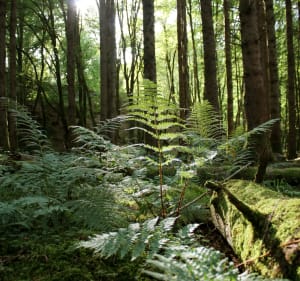 Randonnée au Saut de Gouloux et boucle dans les Bois de la Faye - Gouloux - 4