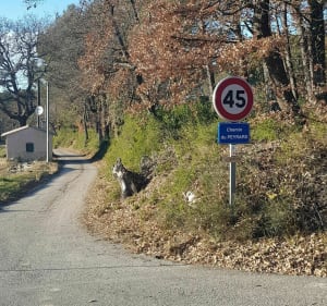 Randonnée à Pernes les Fontaines - Pernes-les-Fontaines - 5