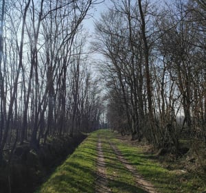 Promenade champêtre et forestière vers l'abbaye - Le Plantay - 4