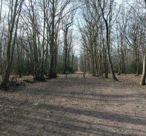 Balade des Vielles Ventes au bois de Baux - Sorel-Moussel - 3