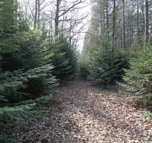 Balade des Vielles Ventes au bois de Baux - Sorel-Moussel - 4