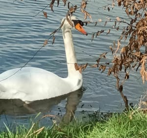 Wandel rond de vijvers van Damville - Mesnils-sur-Iton - 3